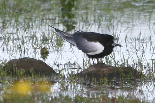 White-winged Black Tern