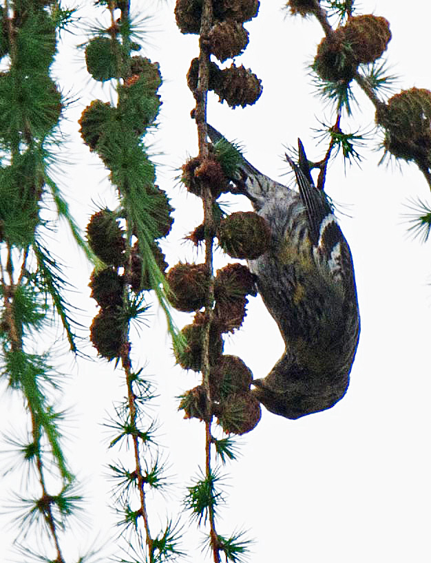 Two-barred Crossbill