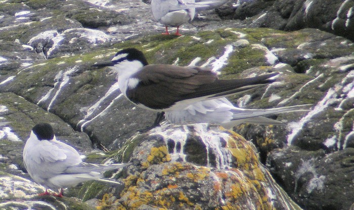 Bridled Tern
