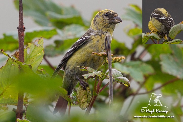 Two-barred Crossbill