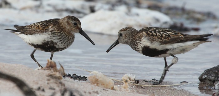 Dunlin