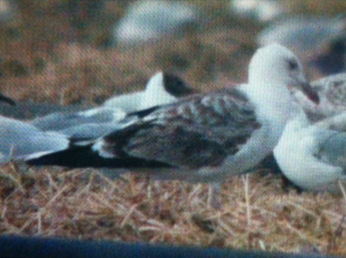 Baltic Gull