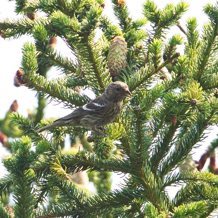 Two-barred Crossbill