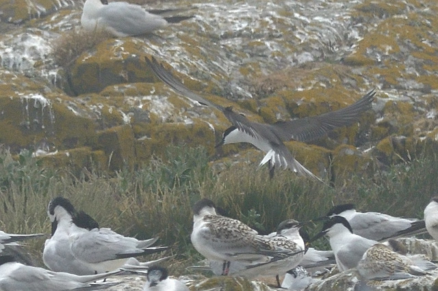 Bridled Tern