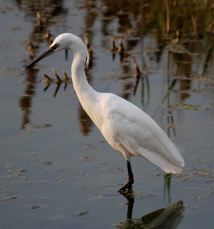 Little Egret