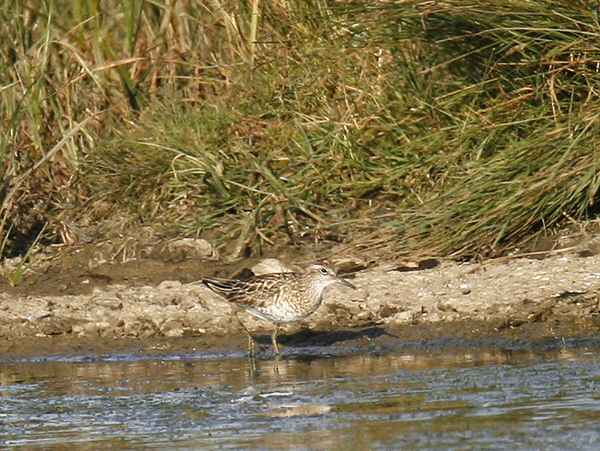 Sharp-tailed Sandpiper