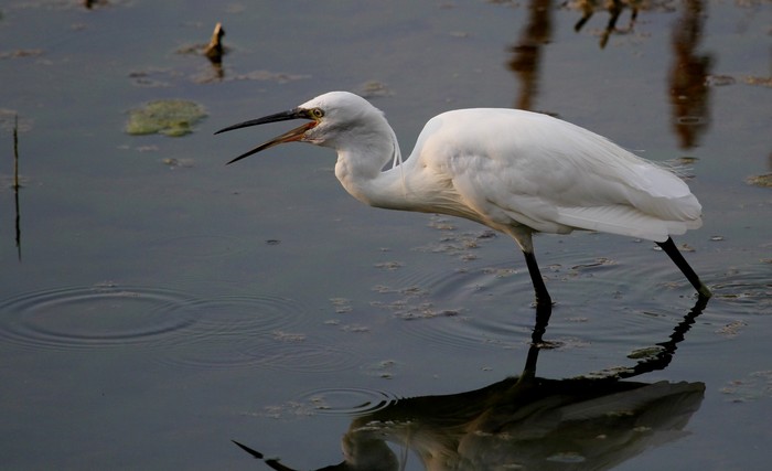 Little Egret