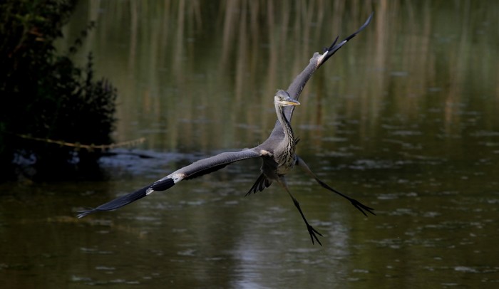 Grey Heron