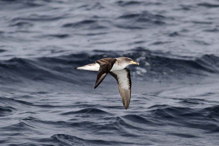 Cory's Shearwater