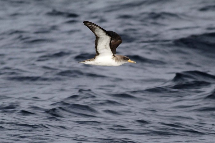 Cory's Shearwater