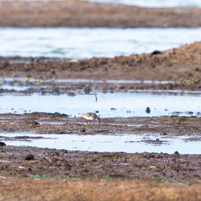 Baird's Sandpiper