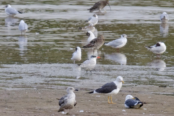 Caspian Tern