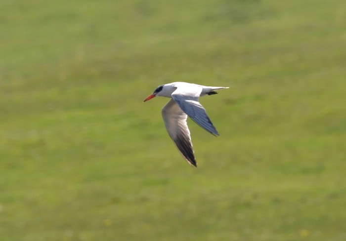 Caspian Tern