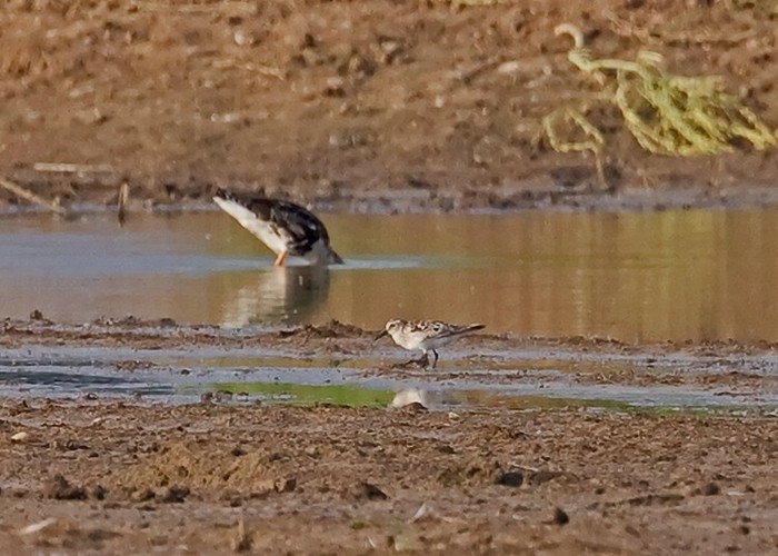 Baird's Sandpiper