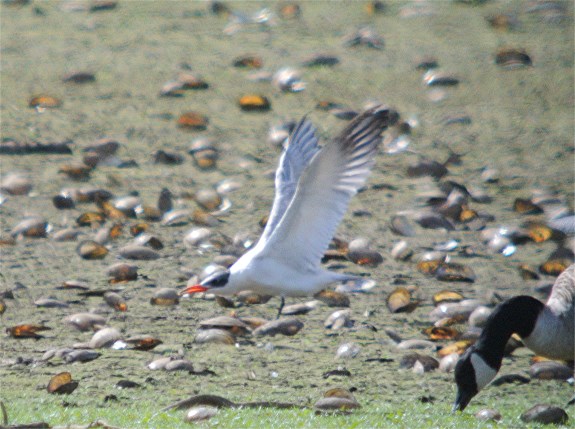 Caspian Tern