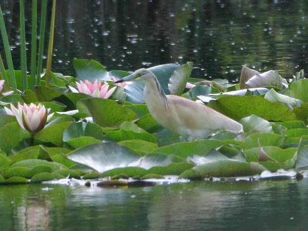Squacco Heron