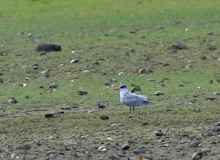 Caspian Tern