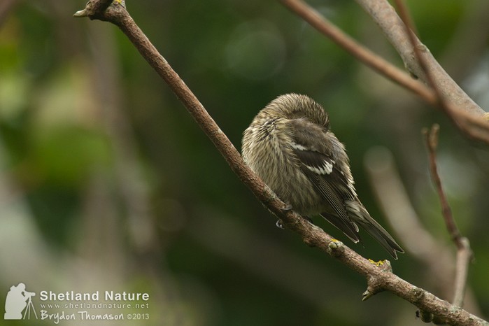 Two-barred Crossbill