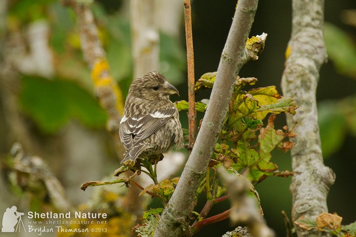 Two-barred Crossbill