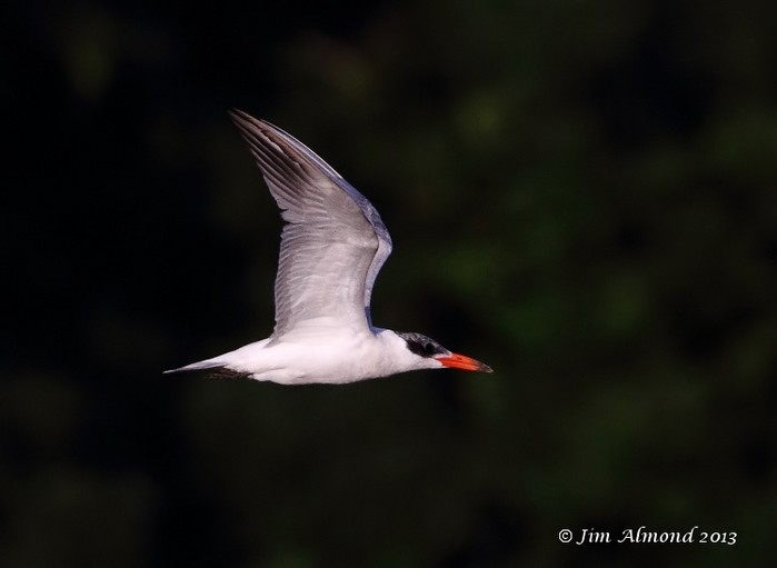 Caspian Tern