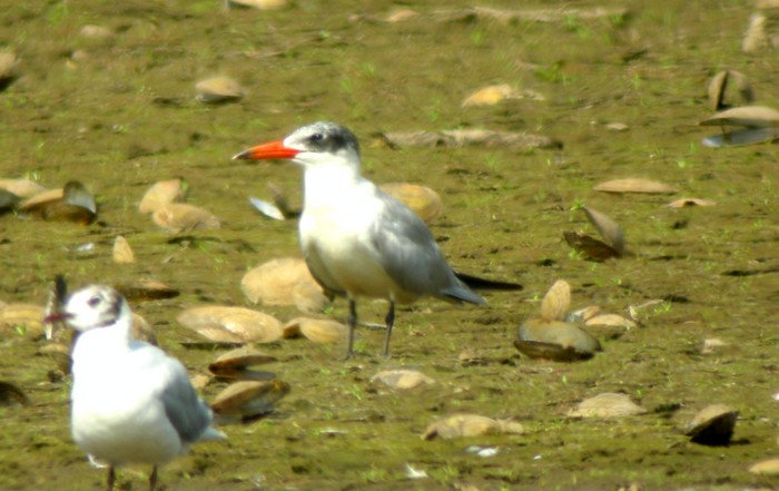 Caspian Tern