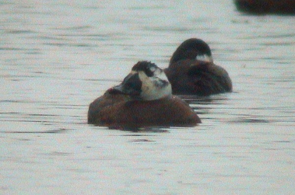 White-headed Duck