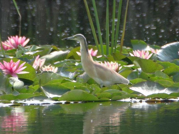 Squacco Heron