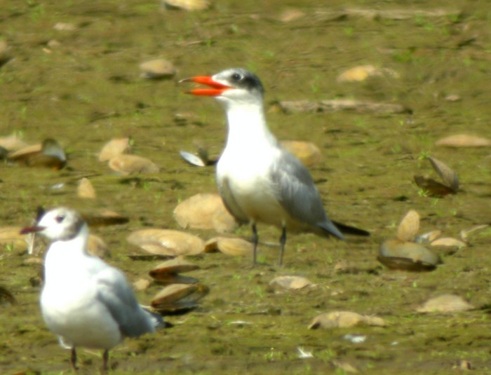 Caspian Tern