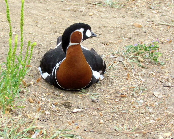 Red-breasted Goose