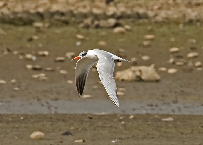Caspian Tern