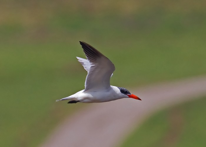 Caspian Tern