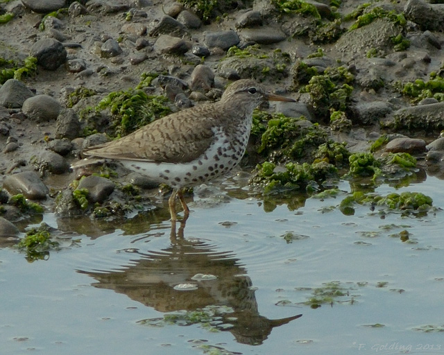 Spotted Sandpiper