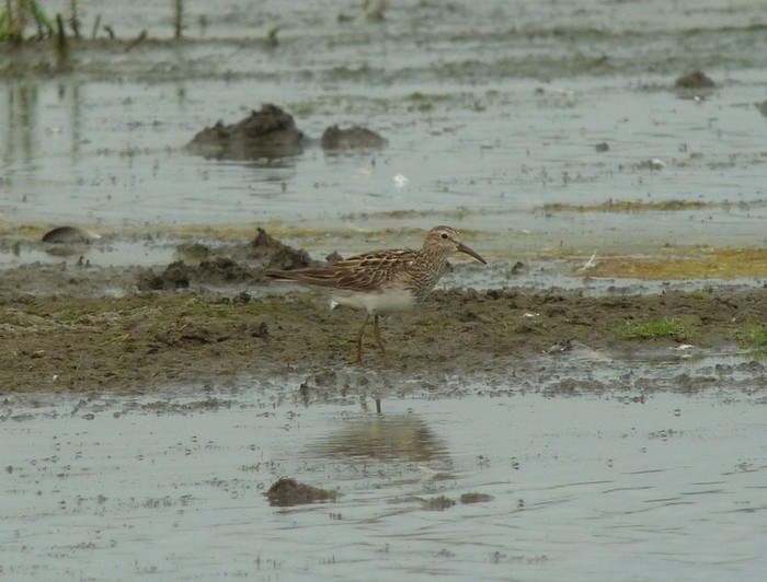 Pectoral Sandpiper