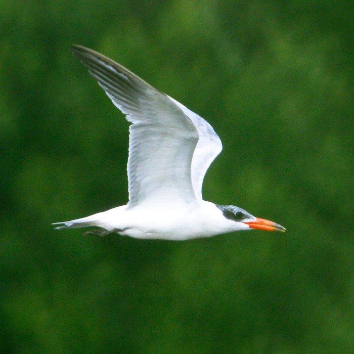 Caspian Tern