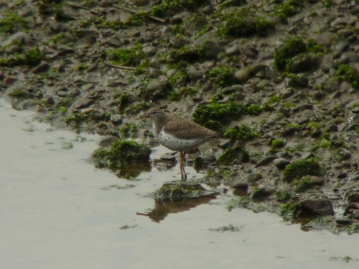 Spotted Sandpiper