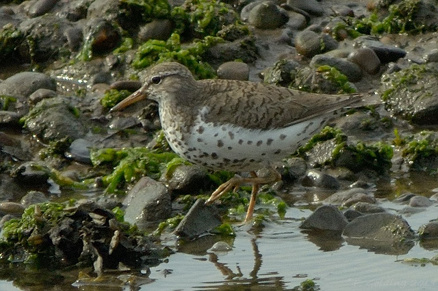 Spotted Sandpiper