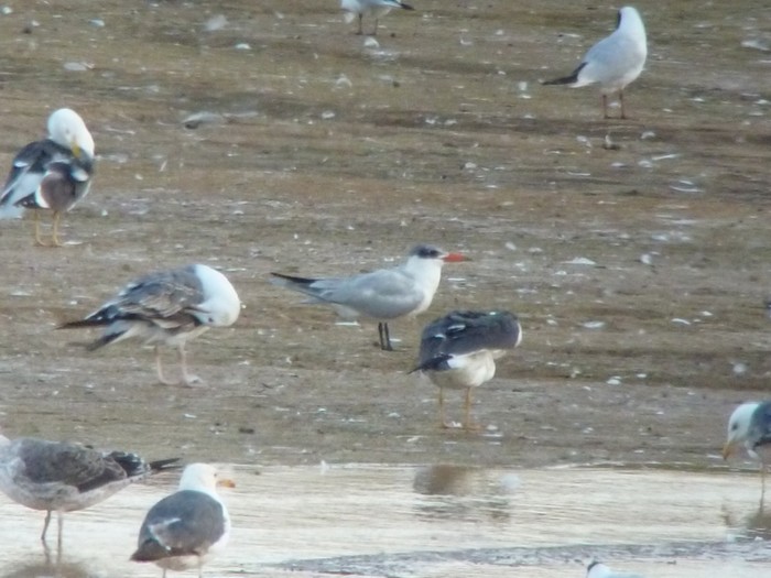 Caspian Tern