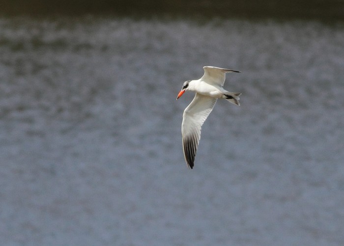 Caspian Tern