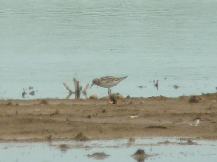 Baird's Sandpiper