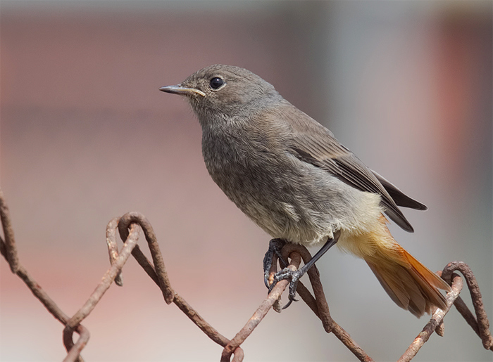 Black Redstart