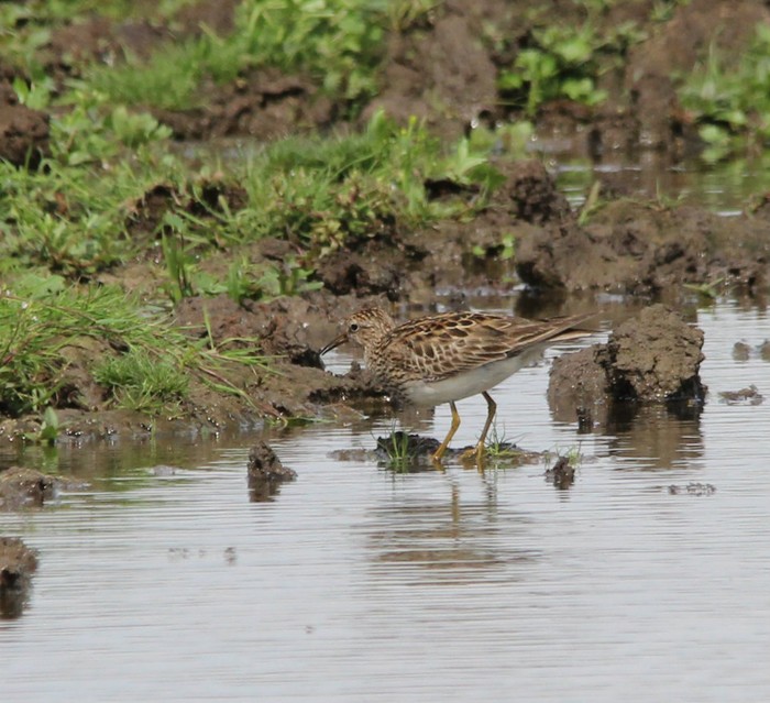 Pectoral Sandpiper