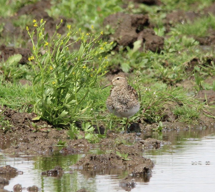 Pectoral Sandpiper