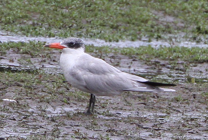 Caspian Tern