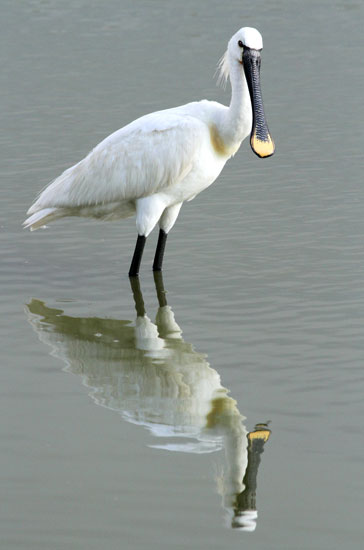 Spoonbill