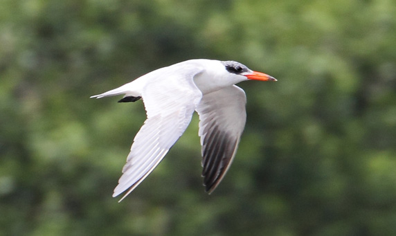 Caspian Tern