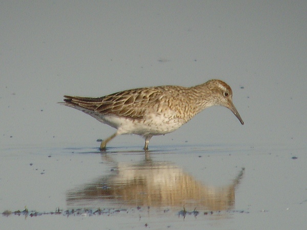 Sharp-tailed Sandpiper