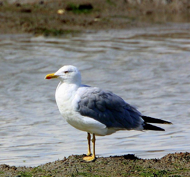 Yellow-legged Gull