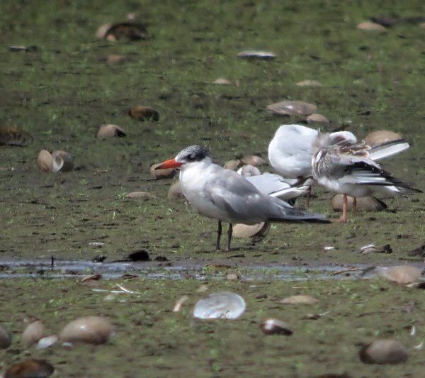 Caspian Tern