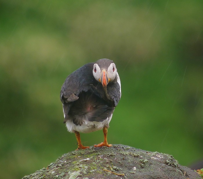 Puffin
