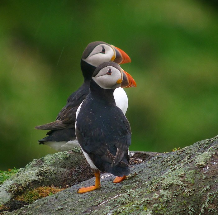Puffin